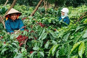 Giá cà phê liên tục tăng, nông dân ở Đắk Lắk thu lãi lớn
