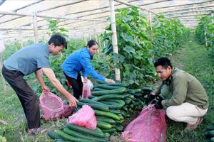 Lai Châu đẩy mạnh liên kết trong sản xuất và tiêu thụ sản phẩm nông nghiệp