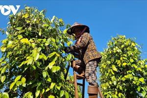 Hồ tiêu lập đỉnh giá, nông dân Gia Lai phấn khởi vào vụ thu hoạch