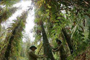 Bộ Nông nghiệp và PTNT công bố hiện trạng rừng toàn quốc 2023