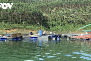 Hòa Bình phát triển nuôi cá lồng kết hợp du lịch sinh thái ở lòng hồ thủy điện