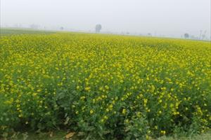 Ấn Độ cấp phép canh tác thương mại cây trồng BĐG sau 20 năm