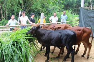 Cải tạo đàn bò theo hướng chuyên thịt ở Quảng Trị