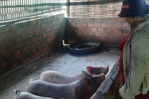 Quảng Trị đã khống chế dịch tả lợn châu Phi sau hơn 2 tháng lây lan