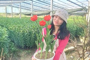 Hiệu quả từ mô hình trồng hoa tulip ở vùng cao TT- Huế