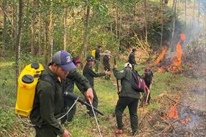 TT- Huế đẩy mạnh công tác phòng chống cháy rừng trước nắng nóng kéo dài