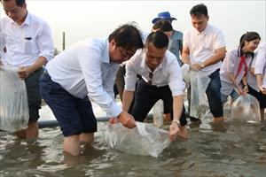 Quảng Ninh thả 5 triệu con giống xuống vùng biển Vịnh Bắc Bộ