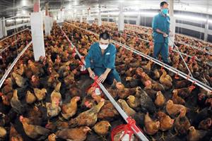 Thịt nhập 'đe dọa' ngành chăn nuôi