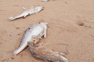 Cá chết dọc bờ biển Nghi Lộc, kết quả phân tích chất lượng nước biển không có dấu hiệu bất thường