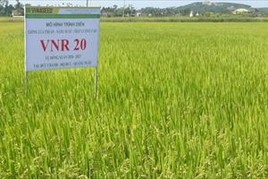 VNR20 - giống lúa triển vọng của VinaSeed trên đất Quảng Ngãi 
