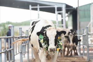 Nutifood đăng kí sáng chế thức ăn chăn nuôi bò sữa bổ sung thảo mộc