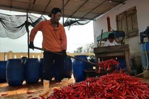 Được mùa, người dân Thừa Thiên - Huế sáng tạo cách tiêu thụ, chế biến ớt