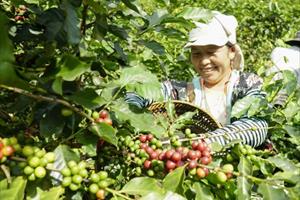 Kim ngạch xuất khẩu cà phê có thể đạt 4 tỷ USD năm nay