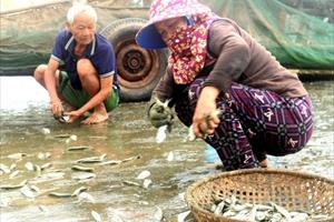 Mùa cá trích ở Diễn Châu
