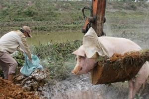 Dịch tả lợn châu Phi bùng phát ở Ninh Bình, người dân lao đao 