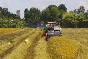 Giá lúa gạo khu vực ĐBSCL tiếp tục giảm