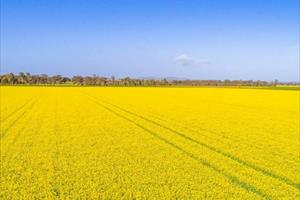Lệnh hạn chế cây trồng BĐG tại Úc chính thức có hiệu lực 