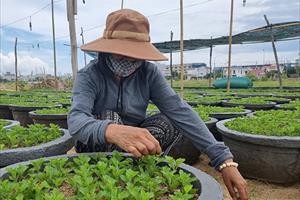 Nông dân Phú Yên xuống giống vụ hoa cúc Tết 2022: Chủ động điều chỉnh diện tích và chủng loại