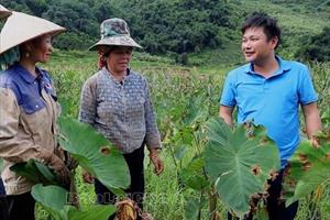 Chuyển đổi cơ cấu cây trồng, tăng thu nhập cho người dân ở Lai Châu