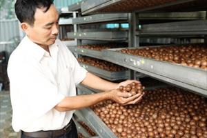 Tập trung chế biến và liên kết sản xuất cây ăn trái ở Tây Nguyên
