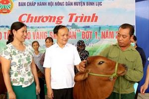 Các hộ nông dân nghèo huyện Bình Lục được tặng bò vàng sinh sản