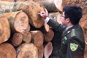 Xử lý nghiêm để ngăn ngừa nạn khai thác rừng trái phép