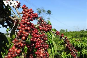Dự trữ cà phê của Việt Nam thu hẹp, đe doạ tăng giá cà phê toàn cầu