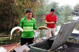 Thanh Hóa: Gần 4 tấn cá lồng chết bất thường trên sông Mã