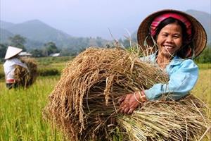 Vai trò nữ nông dân trong đảm bảo nguồn cung thực phẩm an toàn và bền vững