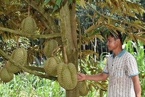 Trồng xen cây ăn trái trong vườn cà phê: Hiệu quả nhân đôi