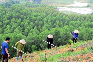 Năm 2022, Bắc Giang sẽ trồng hơn 6 triệu cây xanh