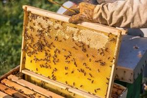 Hoa Kỳ giảm mạnh thuế chống bán phá giá với mật ong Việt Nam