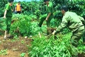 Đắk Nông: Phát hiện, thu giữ một số lượng lớn cây cần sa trong rẫy cà phê