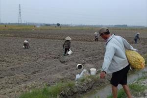 Thời tiết ủng hộ, người dân Tư Mại tranh thủ trồng khoai tây vụ đông