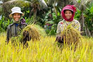 Thị trường Việt Nam: Đầu ra lớn cho nông sản Campuchia