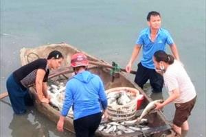 Hàng chục tấn cá chết bất thường trên sông Lạch Bạng