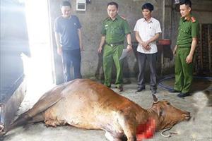 Hà Tĩnh: Phát hiện chủ cơ sở vận chuyển bò chết không rõ nguyên nhân 