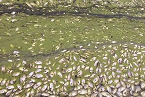TT - Huế: Cá nuôi trong hồ chết hàng loạt