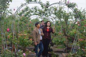 Nhà vườn ở Mê Linh chủ động vừa chống dịch, vừa sản xuất hiệu quả