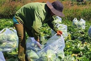 Đắk Nông: Người trồng bắp cải phấn khởi vì được mùa, được giá