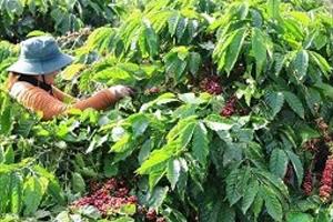 Đắk Nông có vùng sản xuất cà phê ứng dụng công nghệ cao đầu tiên