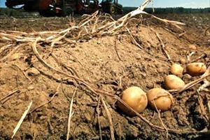 Tích cực nghiên cứu giống khoai tây mới chống chịu biến đổi khí hậu 