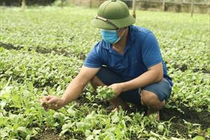 Phát triển nông sản an toàn, tạo niềm tin với người tiêu dùng