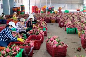 Xuất khẩu rau quả gia tăng giá trị từ chuyển dịch thị trường