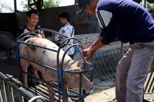 Giá lợn chạm đáy 2 năm do ảnh hưởng dịch Covid-19