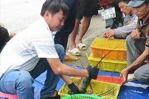 Phú Yên tất bật thu hoạch tôm để “chạy” bão