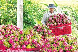 Giả bài toán tiêu thụ nông sản trong tình hình mới ở Đồng Nai