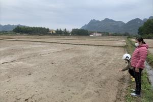 Tuyên Quang khẩn trương cấy lại diện tích lúa chết do rét đậm, rét hại