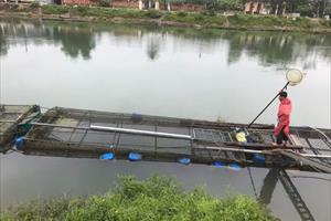 Xác định nguyên nhân cá nuôi lồng trên sông Bồ bị chết hàng loạt