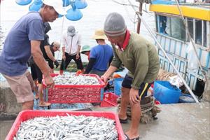 Ủy ban Châu Âu sẽ kiểm tra việc khắc phục “thẻ vàng” thủy sản của Việt Nam